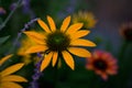 Yellow Echinacea Flower in full bloom