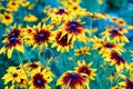 Yellow echinacea flowers as natural background