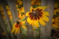 Yellow Echinacea flowers painting