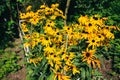 Yellow echinacea flowers plant growing in the green home garden. Summer nature photo. Herbal medications phytotherapy