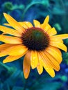 yellow echinacea, yellow flower, blooming summer flowers, petals, pollen, large colorful plants, yellow petals, rudbeckia