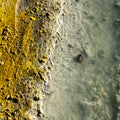 Yellow Edge of Thermal Pool In Lassen