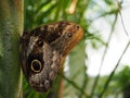 The yellow-edged giant owl butterfly with wings closed, Caligo atreus known for their huge eyespots, which resemble owls` eyes Royalty Free Stock Photo