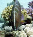 Yellow-Edged Lyretail Grouper