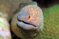 Yellow-edged Moray