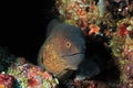 Yellow-edged Moray