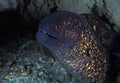 Yellow-edged Moray