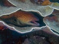 A Yellow-Edged Moray Eel Gymnothorax flavimarginatus