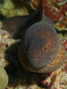 Yellow-edged Moray Royalty Free Stock Photo