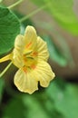 Yellow Edible Nasturtium Flower