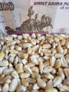 Russia, maize producing country, dry corn grains and russian banknote of 100 rubles