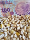 Argentina, maize producing country, dry corn grains and argentine banknote of 100 pesos Royalty Free Stock Photo