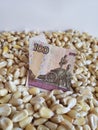 Russia, maize producing country, dry corn grains and russian banknote of 100 rubles