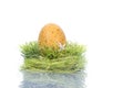 Yellow egg in green nest - easter concept