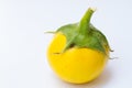 Yellow eggplant Royalty Free Stock Photo