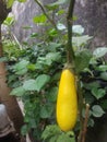 Yellow eggplant cultivation seeds or what is called by the Latin name Solanum Indicum