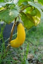 Yellow eggplants are small, round or oval, averaging 2-5 centimeters in diameter. The outer skin is smooth and white when young.