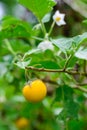 Yellow eggplants (Solanum aculeatissimum Jacq. )in garden.