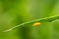 Yellow eggs under a green leaf laid by a ladybird beetle