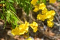 Yellow elder flower blooming in garden beauty nature Royalty Free Stock Photo