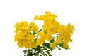 Yellow elder flower isolated on white background Royalty Free Stock Photo