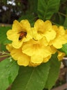 Yellow elder flower stock photos