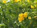 Yellow Elder, Magnoliophyta, Angiospermae of name Gold Yellow color trumpet flower, ellow elder, Trumpetbush, Tecoma stans blurred