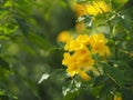 Yellow Elder, Magnoliophyta, Angiospermae of name Gold Yellow color trumpet flower, ellow elder, Trumpetbush, Tecoma stans blurred Royalty Free Stock Photo