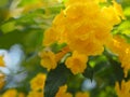 Yellow Elder, Magnoliophyta, Angiospermae of name Gold Yellow color trumpet flower, ellow elder, Trumpetbush, Tecoma stans blurred