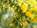 Yellow Elder, Magnoliophyta, Angiospermae of name Gold Yellow color trumpet flower, ellow elder, Trumpetbush, Tecoma stans blurred