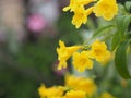 Yellow Elder, Magnoliophyta, Angiospermae of name Gold Yellow color trumpet flower, ellow elder, Trumpetbush, Tecoma stans blurred