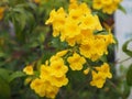 Yellow Elder, Magnoliophyta, Angiospermae of name Gold Yellow color trumpet flower, ellow elder, Trumpetbush, Tecoma stans blurred