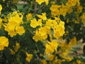 Yellow Elder, Magnoliophyta, Angiospermae of name Gold Yellow color trumpet flower, ellow elder, Trumpetbush, Tecoma stans blurred