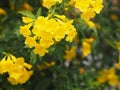 Yellow Elder, Magnoliophyta, Angiospermae of name Gold Yellow color trumpet flower, ellow elder, Trumpetbush, Tecoma stans blurred