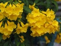 Yellow Elder, Magnoliophyta, Angiospermae of name Gold Yellow color trumpet flower, ellow elder, Trumpetbush, Tecoma stans blurred