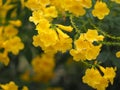 Yellow Elder, Magnoliophyta, Angiospermae of name Gold Yellow color trumpet flower, ellow elder, Trumpetbush, Tecoma stans blurred Royalty Free Stock Photo