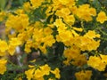 Yellow Elder, Magnoliophyta, Angiospermae of name Gold Yellow color trumpet flower, ellow elder, Trumpetbush, Tecoma stans blurred Royalty Free Stock Photo