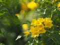 Yellow Elder, Magnoliophyta, Angiospermae of name Gold Yellow color trumpet flower, ellow elder, Trumpetbush, Tecoma stans blurred