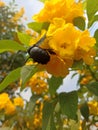 elder yellow flowers are in bloom and infested with beetles