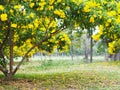 Yellow elder or Trumpet bush flowers trees