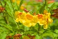 Yellow elder, Trumpetbush flower blooming in Thailand garden Royalty Free Stock Photo