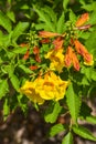 Yellow elder, Trumpetbush flower blooming in Thailand garden Royalty Free Stock Photo