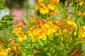 Yellow elder, Trumpetbush flower blooming in Thailand garden Royalty Free Stock Photo