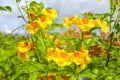 Yellow elder, Trumpetbush flower blooming in Thailand garden Royalty Free Stock Photo