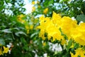 Yellow elder or Yellow Trumpetbush flower of blooming on tree Royalty Free Stock Photo