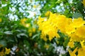 Yellow elder or Yellow Trumpetbush flower of blooming on tree Royalty Free Stock Photo