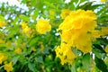 Yellow elder or Yellow Trumpetbush flower of blooming on tree Royalty Free Stock Photo