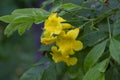 Yellow elder, Trumpetbush scientific name: Tecoma stans beautiful yellow flowers bloom. beautiful natural floral Royalty Free Stock Photo