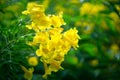 Yellow elder, Trumpetbush, Trumpet Flower Royalty Free Stock Photo
