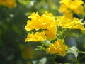 Yellow elder, Trumpetbush, trumpet flower name Scientific name Tecoma stans blooming in garden on blurred of nature background Royalty Free Stock Photo